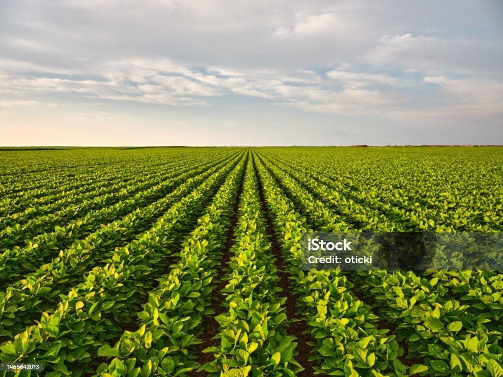 Photo 2 of 3 acres agricultural land with Black Soil (Cotton Soil) soil and Borewell