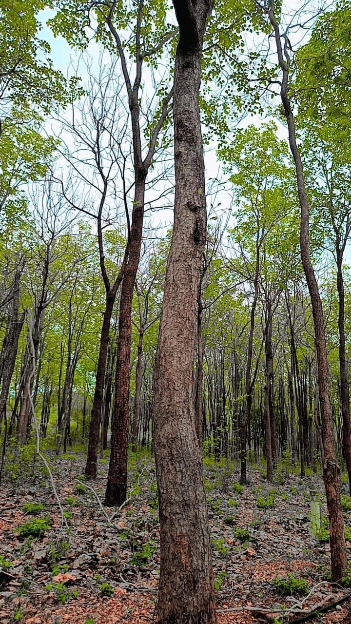 Photo 1 of 6.5 acres agriculture / farm land with Red Soil soil and Borewell