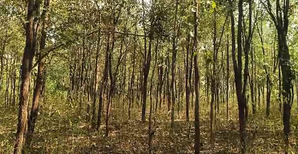 6.5 acre farm land with Red sandal and Teak wood trees near nagarjun sagar