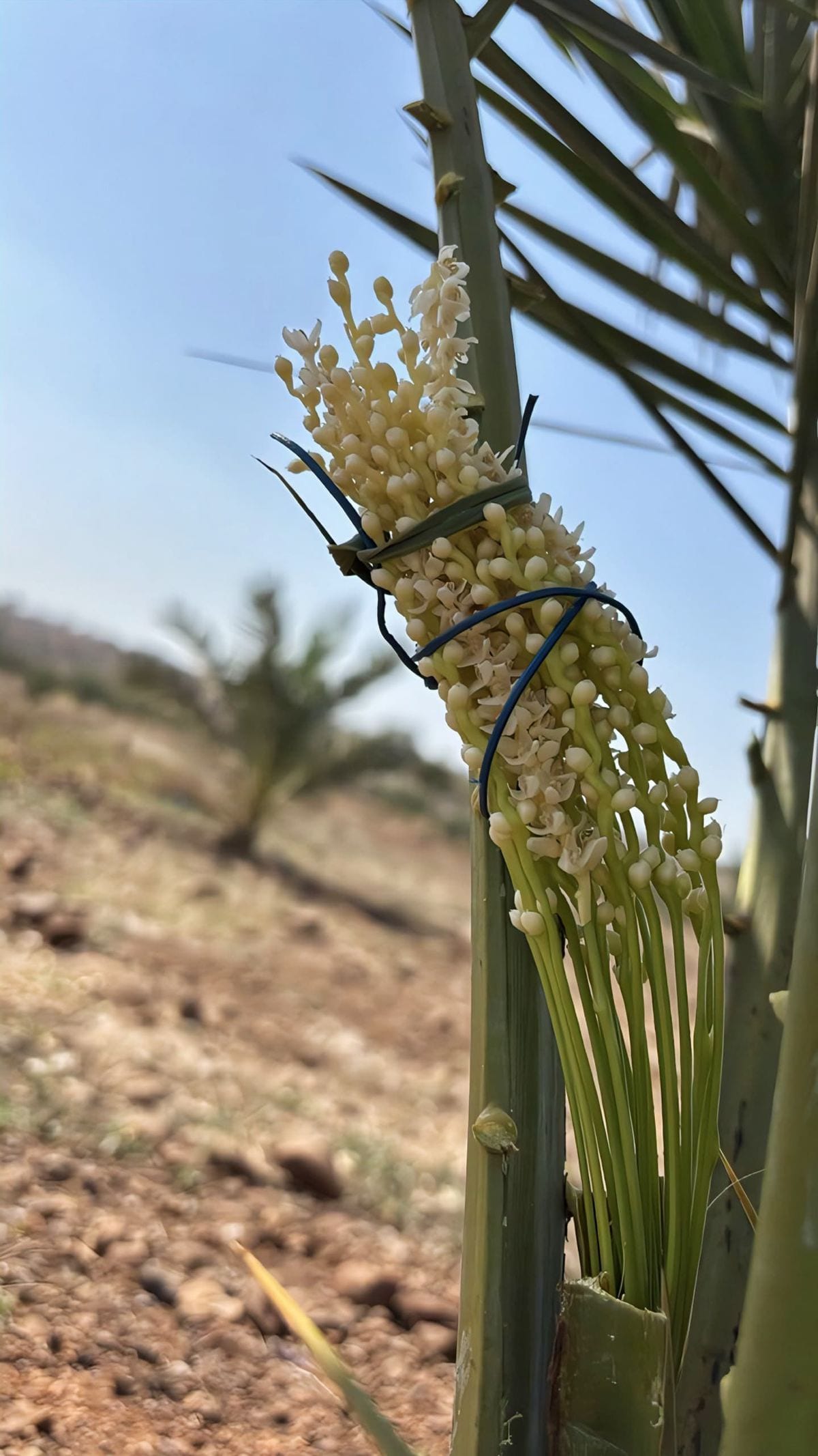 Photo 1 of 0.13 acres agriculture / farm land with Mixed Soil soil and Borewell